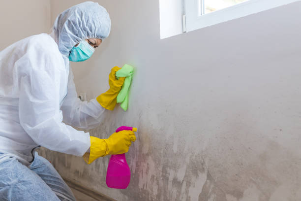 Mold Removal for HVAC Installations in Vienna, IL